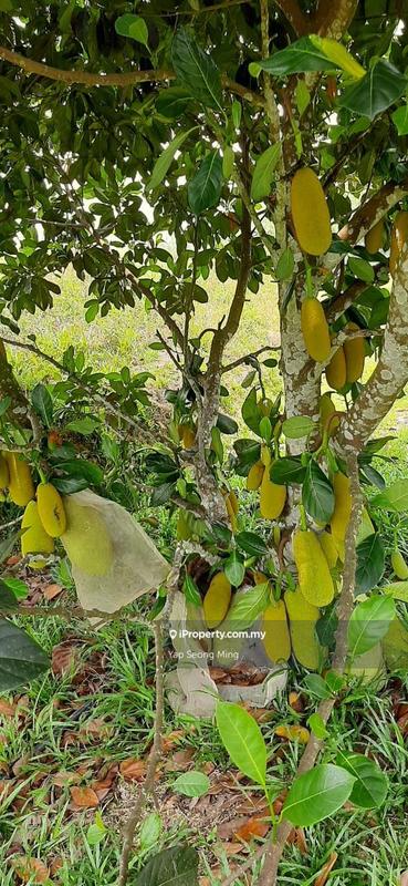 Tanah Pertanian untuk Dijual di Kenaboi, Kenaboi oleh Yap Seong Ming - iProperty.com.my