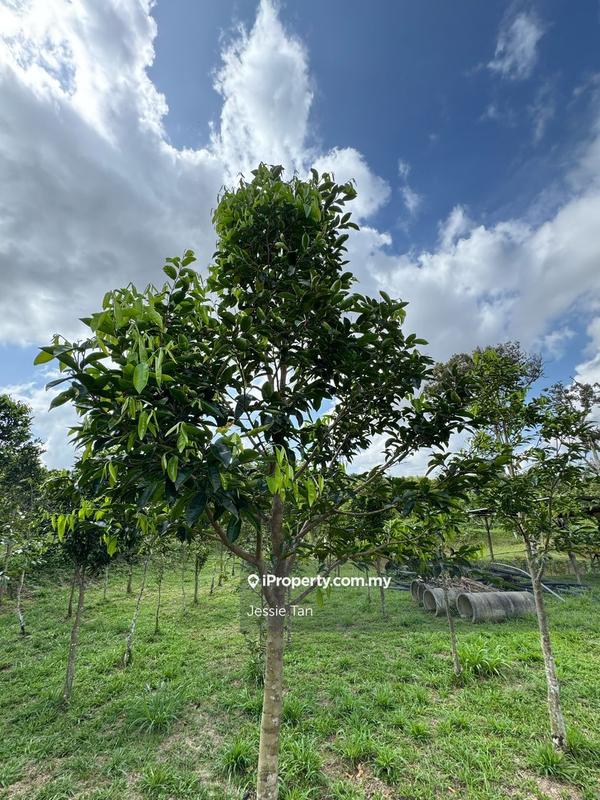 Tanah Pertanian untuk Dijual di Senai, Johor oleh Jessie Tan - iProperty.com.my