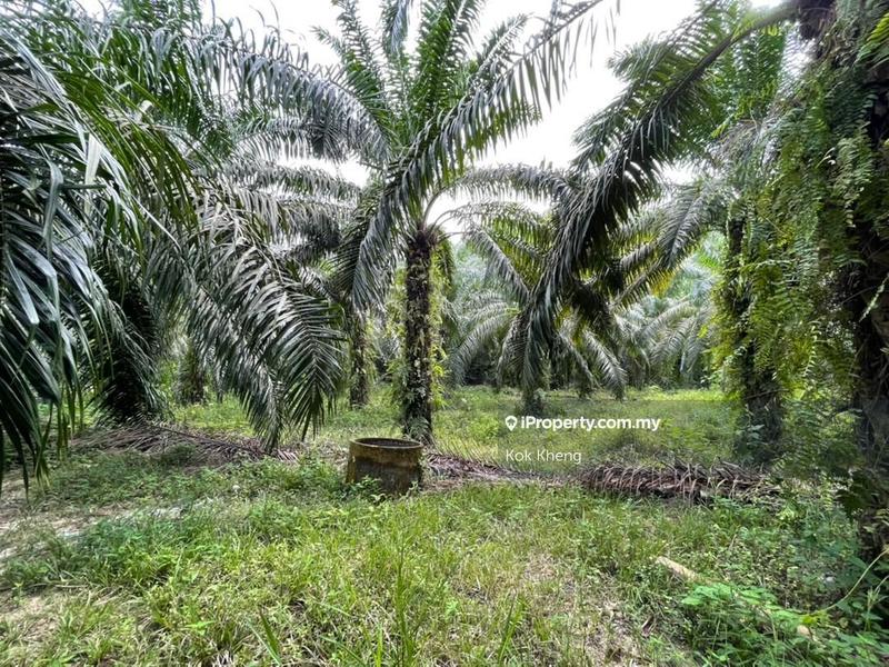 For Sale - 30% Flat , 70% Sloppy  - Palm Oil Plantation