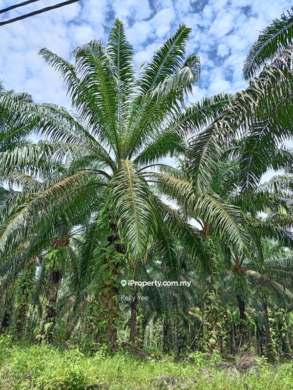 Agricultural Land for Sale in Palm Oil Plantation @ Labu Besar, Kulim for Sale, Kulim by Kelly Yee - iProperty.com.my