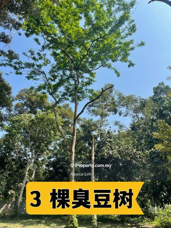 Tanah Pertanian untuk Dijual di Teluk Kerang, Pontian oleh Alexius Lim - iProperty.com.my