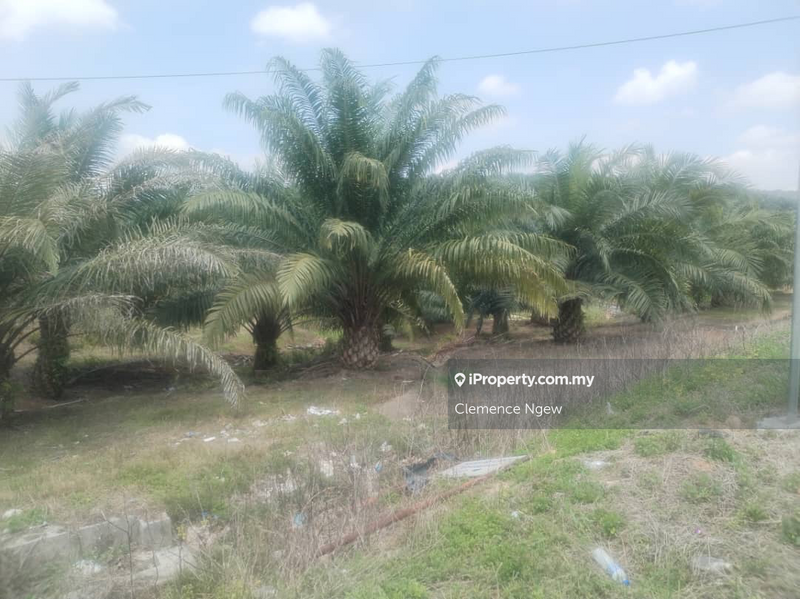Agricultural Land for Sale in Kuala Pilah, Negeri Sembilan by Clemence Ngew - iProperty.com.my