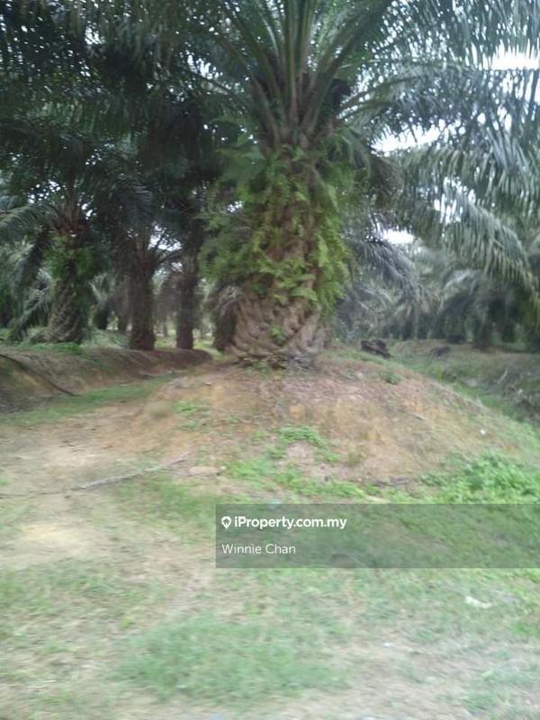 Agricultural Land for Sale in Tapah Perak 550 Acres Freehold Agriculture Land, Tapah by Winnie Chan - iProperty.com.my