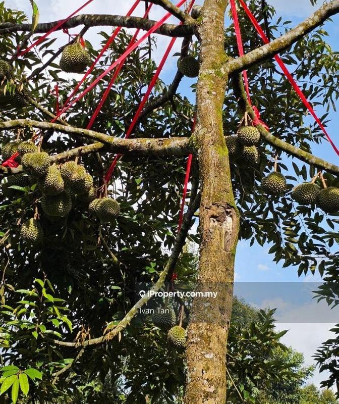 Tanah Pertanian untuk Dijual di Kampung Sungai Makau, Hulu Langat oleh Ivan Tan - iProperty.com.my