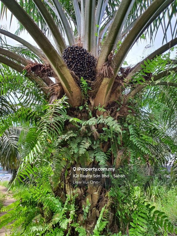 Agricultural Land for Sale in Tawau, Sabah by Liaw Vui Onn - iProperty.com.my