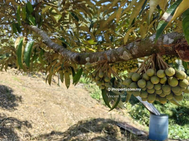 Tanah Pertanian untuk Dijual di Cheroh, Raub oleh Vincent Tee - iProperty.com.my