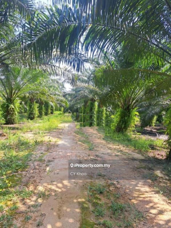 Tanah Pertanian untuk Dijual di Perak Tengah Jaya Baru Sitiawan 32000 Lekir, Sitiawan oleh CY Khoo - iProperty.com.my