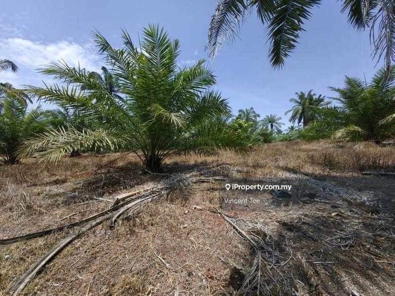 Agricultural Land for Sale in Kampung Baru Kemayan, Triang by Vincent Tee - iProperty.com.my