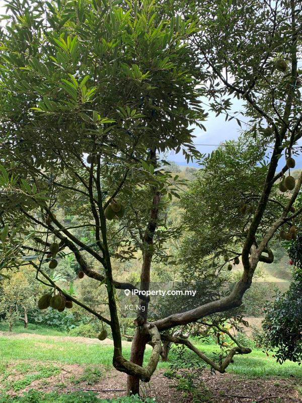 Agricultural Land for Sale in Raub, Raub by KC Ng - iProperty.com.my