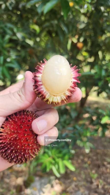 Agricultural Land for Sale in Taman Semanja, Kajang by Alex Chen - iProperty.com.my