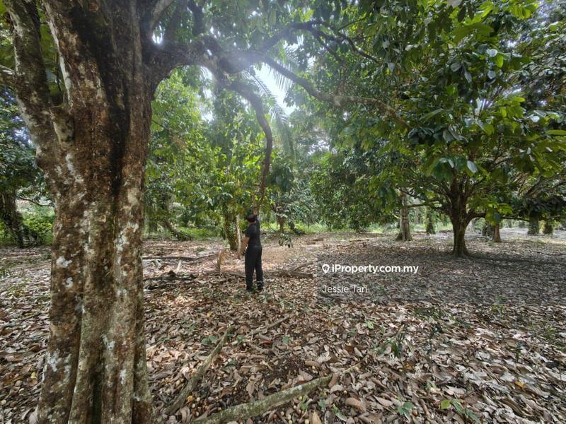 Tanah Pertanian untuk Dijual di Pekan Nanas, Johor oleh Jessie Tan - iProperty.com.my