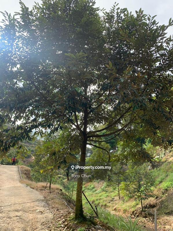 Tanah Pertanian untuk Dijual di Raub, Pahang oleh Tony Chun - iProperty.com.my