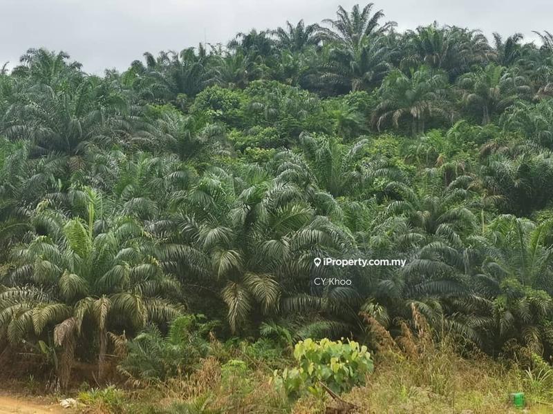 For Sale - Kelantan Gua Musang Ulu Nenggiri 3400 acres Palm Oil Land for sale