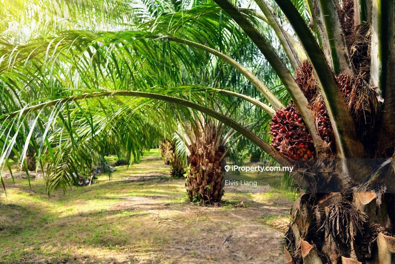 Tanah Pertanian untuk Dijual di Kampung Wak Salam, Mersing oleh Elvis Liang - iProperty.com.my