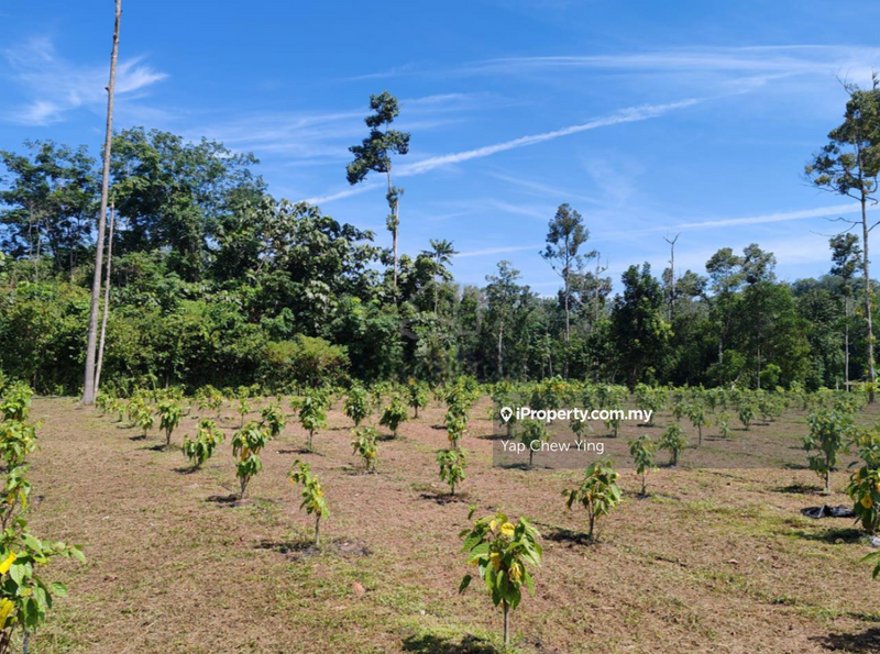 For Sale - CHEAP SALE RM9.52psf!! LIMITED 10 Acre Freehold!! Ulu Yam, Batu 30 Batang Kali Agriculture Land