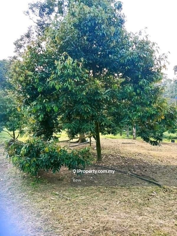 Tanah Pertanian untuk Dijual di Negeri Sembilan , Titi, Titi oleh Kew - iProperty.com.my