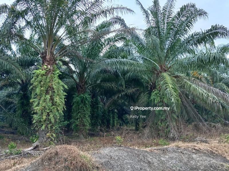 Tanah Pertanian untuk Dijual di Kampung Ladang Sempah, Sungai Jawi oleh Kelly Yee - iProperty.com.my