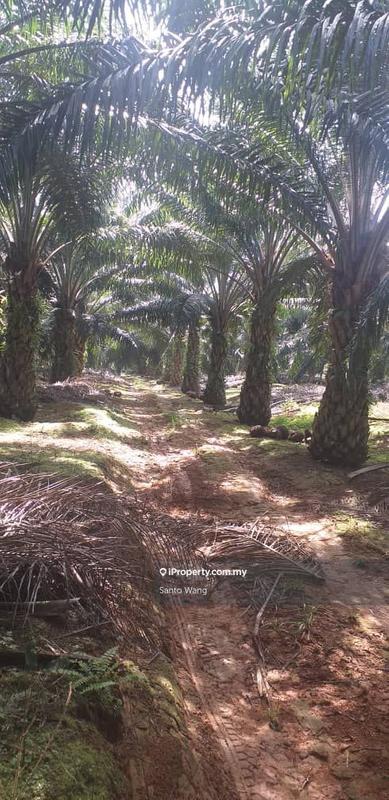 Agricultural Land for Sale in Taman Buloh Kasap, Segamat by Santo Wang - iProperty.com.my