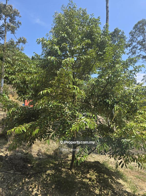 Agricultural Land for Sale in Titi, Negeri Sembilan by Irene Leong - iProperty.com.my