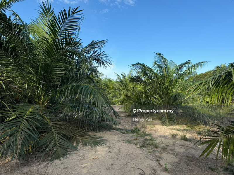 For Sale - Pekan Nenas, Johor