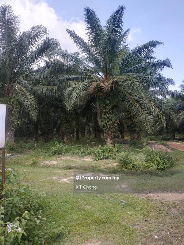 For Sale - Palm Oil Plantation