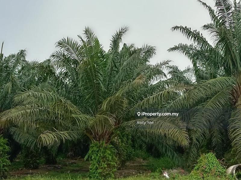 Tanah Pertanian untuk Dijual di Palm Oil Plantation @ Teluk Intan for Sale, Teluk Intan oleh Kelly Yee - iProperty.com.my