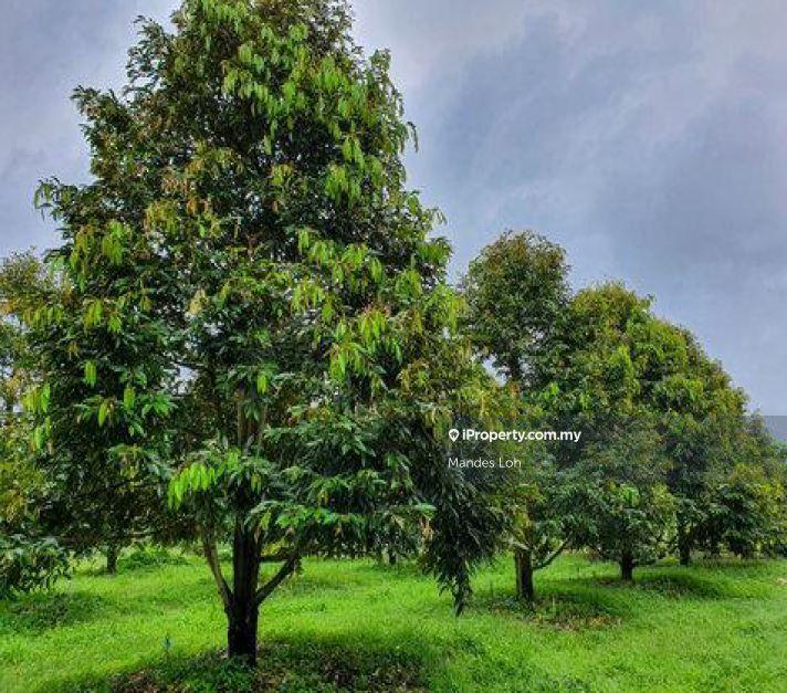 Agricultural Land for Sale in Karak Durian Orchard, Karak by Mandes Loh - iProperty.com.my