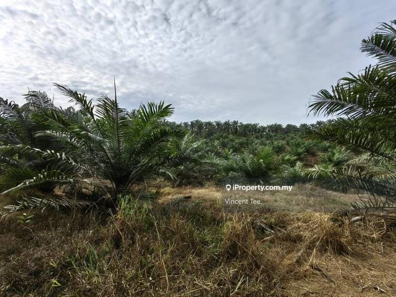 Agricultural Land for Sale in Bandar Mengkuang, Triang by Vincent Tee - iProperty.com.my