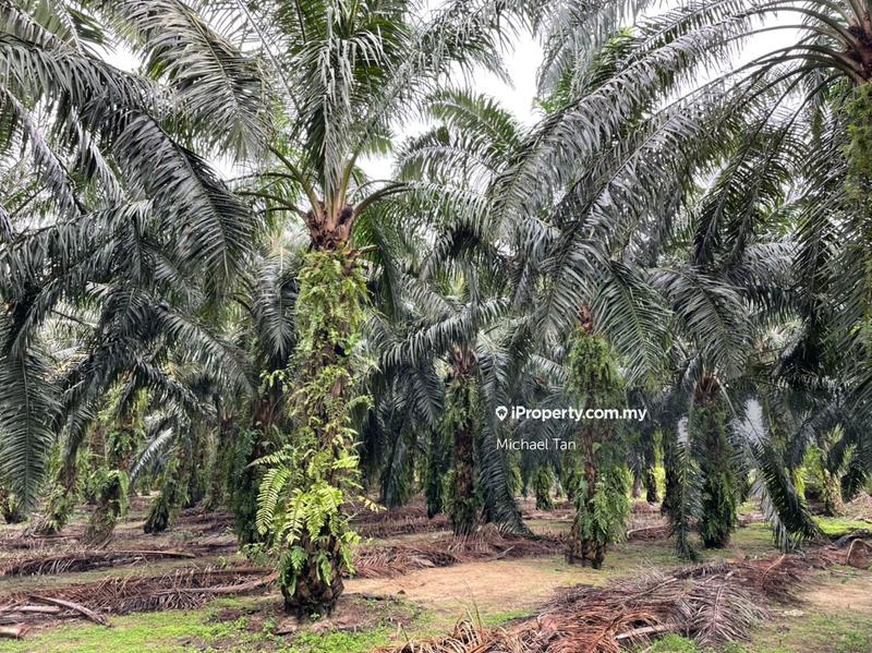 Tanah Pertanian untuk Dijual di Selama, Perak oleh Michael Tan - iProperty.com.my