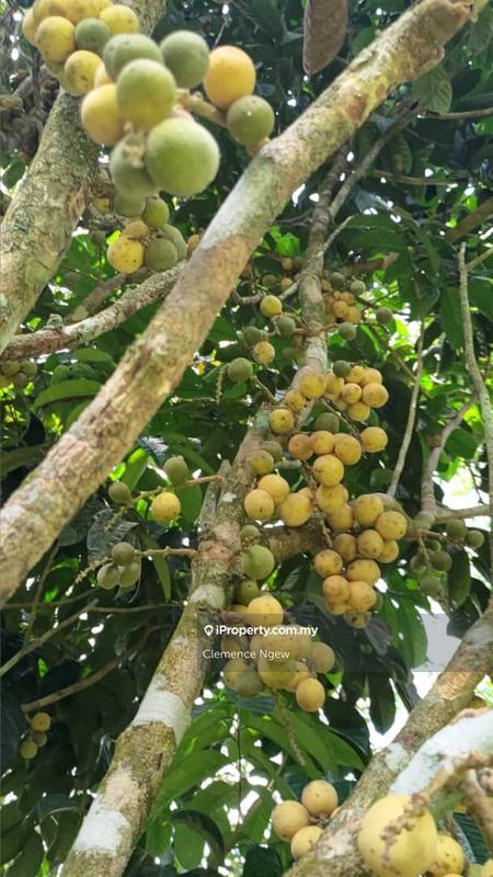 Agricultural Land for Sale in Ulu Slim, Slim River by Clemence Ngew - iProperty.com.my