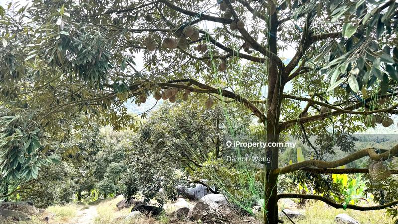 Tanah Pertanian untuk Dijual di Sungai Klau, Raub oleh Damon Wong - iProperty.com.my