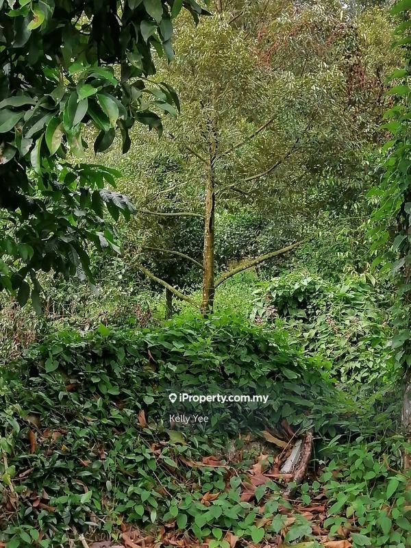Agricultural Land for Sale in Bukit Mertajam Hill, Bukit Mertajam by Kelly Yee - iProperty.com.my