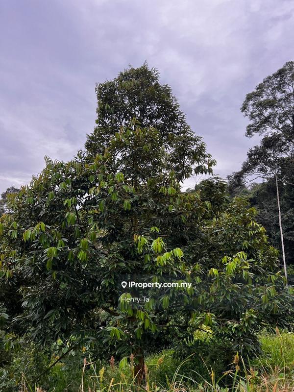 Agricultural Land for Sale in Bandar Baru Kuala Lipis, Kuala Lipis by Henry Ta - iProperty.com.my