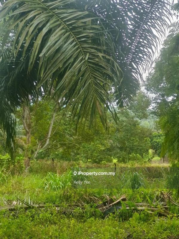 Agricultural Land for Sale in Paloh, Kluang by Kelly Yee - iProperty.com.my
