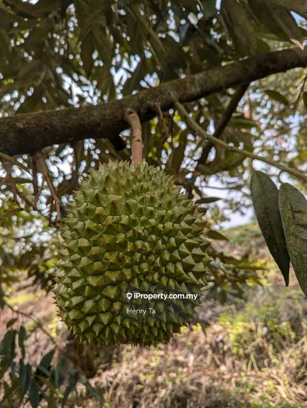 Agricultural Land for Sale in Bandar Baru Kuala Lipis, Kuala Lipis by Henry Ta - iProperty.com.my