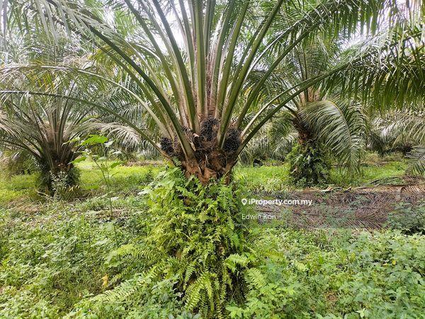 Agricultural Land for Sale in Seri Manjung, Perak by Edwin Kon - iProperty.com.my