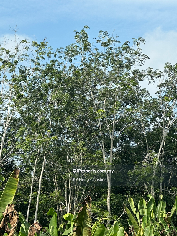 For Sale - Machap Baru , Alor Gajah , Melaka Rubber Tree land for Sale