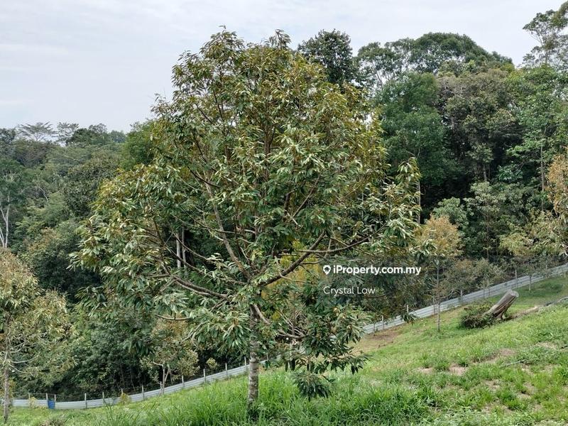 Tanah Pertanian untuk Dijual di Sega, Raub oleh Crystal Low - iProperty.com.my