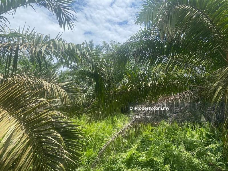 Agricultural Land for Rent in Kampung Parit Sikom Lapis, Ayer Baloi by Gyden Heng - iProperty.com.my