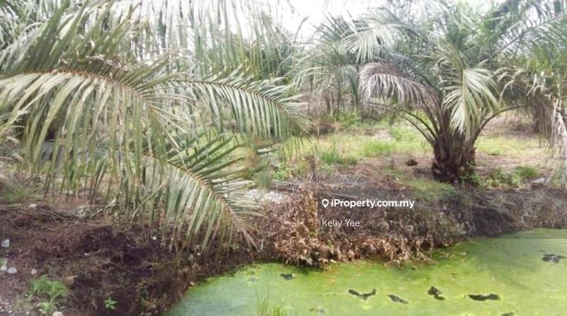 Tanah Pertanian untuk Dijual di Palm Oil Plantation @ Teluk Intan for Sale, Teluk Intan oleh Kelly Yee - iProperty.com.my