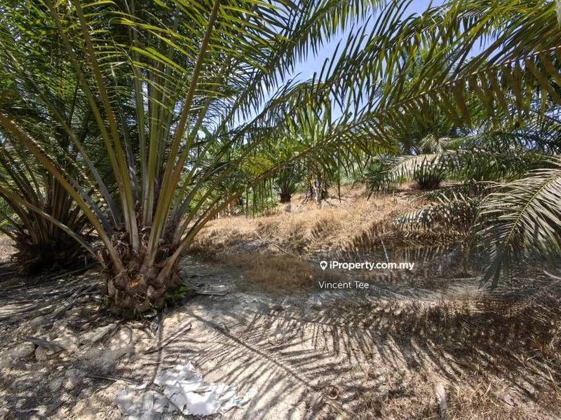 Agricultural Land for Sale in Kampung Baru Kemayan, Triang by Vincent Tee - iProperty.com.my