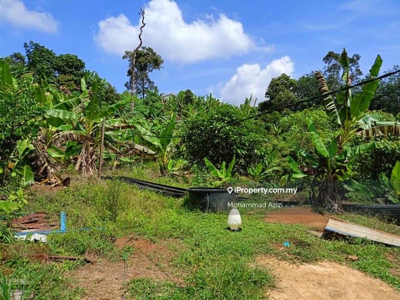 Agricultural Land for Sale in Balok, Sungai Karang by Mohammad Azizi - iProperty.com.my