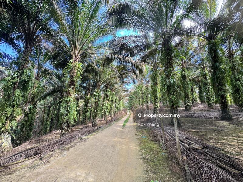 For Sale - 23 years age tree - Freehold palm oil plantation
