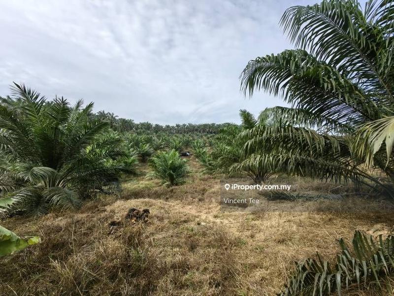 Agricultural Land for Sale in Bandar Mengkuang, Triang by Vincent Tee - iProperty.com.my