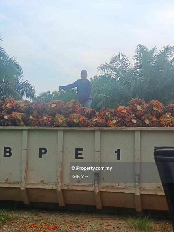 Agricultural Land for Sale in Paloh, Kluang by Kelly Yee - iProperty.com.my