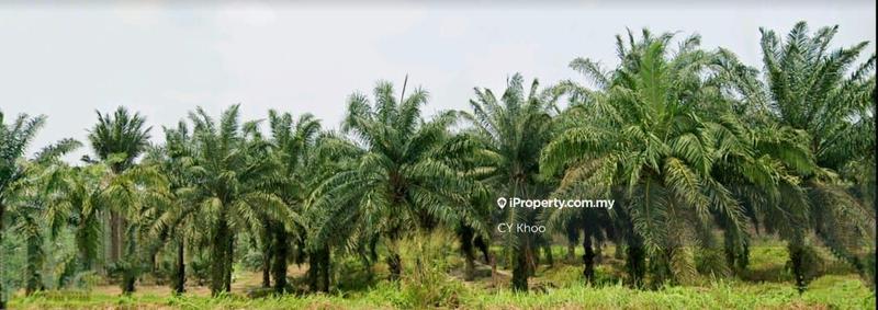 Tanah Pertanian untuk Dijual di Negeri Johor Daerah Segamat Mukim Pogoh, Pogoh oleh CY Khoo - iProperty.com.my
