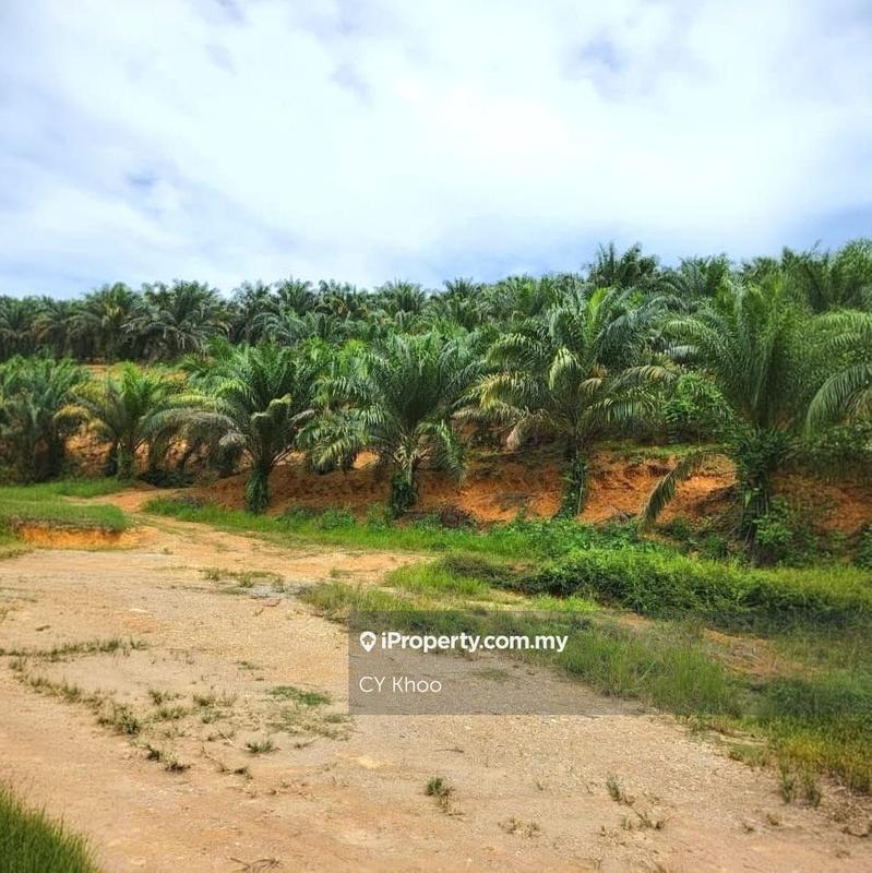 Tanah Pertanian untuk Dijual di Kelantan Gua Musang Limau Kasturi Sungai Galas, Limau Kasturi oleh CY Khoo - iProperty.com.my