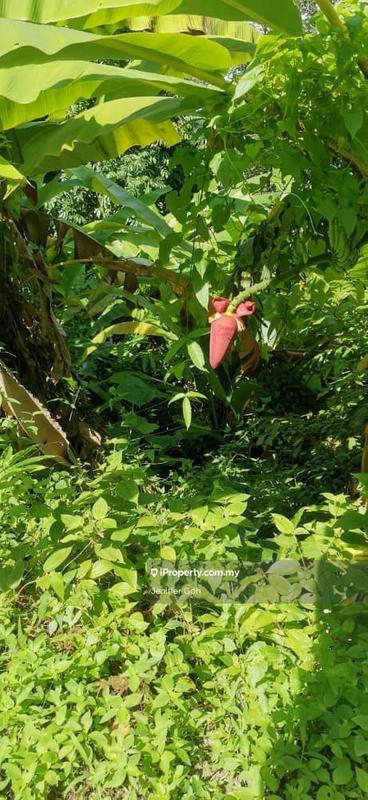 For Sale - Balik Pulau Agriculture land for sales