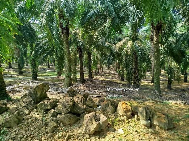 For Sale - 2pcs of 4 Acres Agricultural Land(Road Side) @ Desa Makmur, Mukim Kota Tinggi