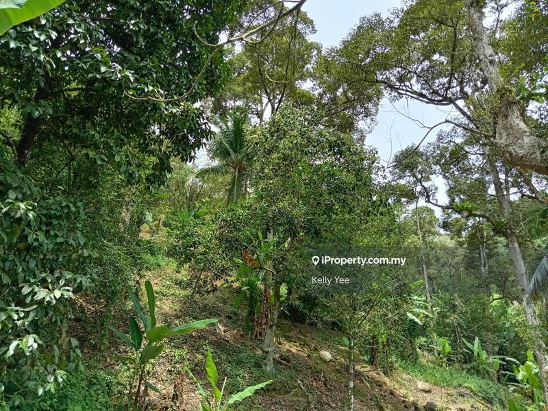 Tanah Pertanian untuk Dijual di Mengkuang Dam Orchard Farm for Sale, Bukit Mertajam oleh Kelly Yee - iProperty.com.my